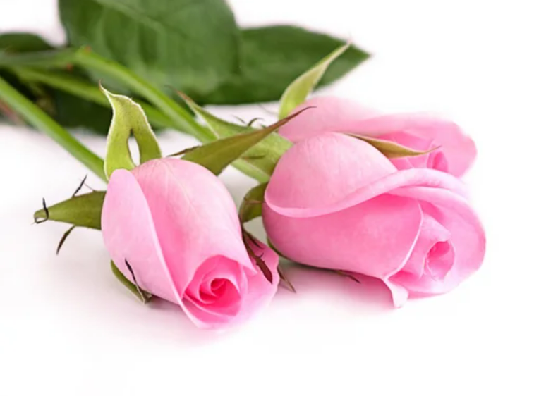 Gül Ekstraktı (Rose Extract)