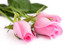 Gül Ekstraktı (Rose Extract)