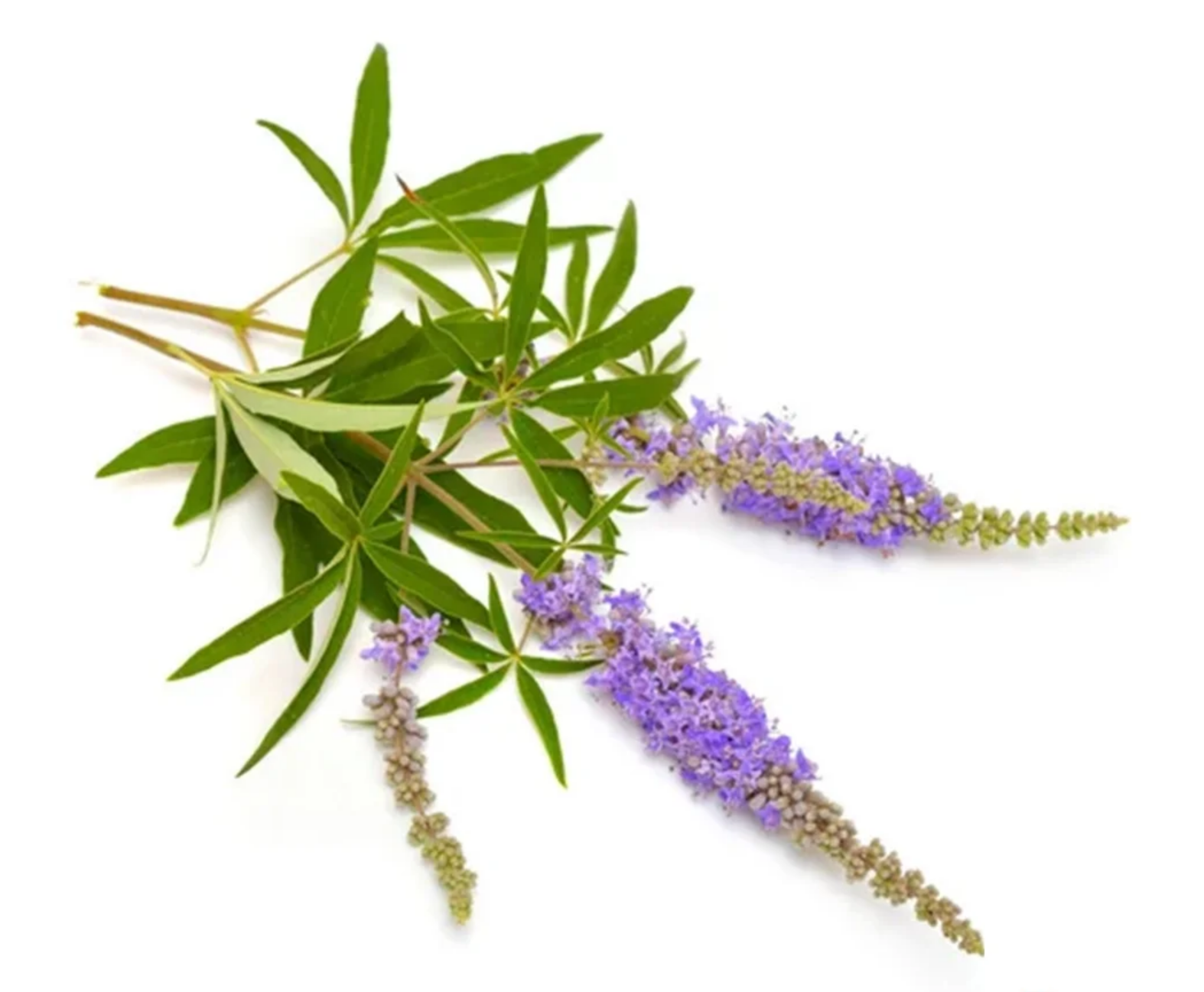 Hayıt  Ekstraktı (Chaste Tree Extract)
