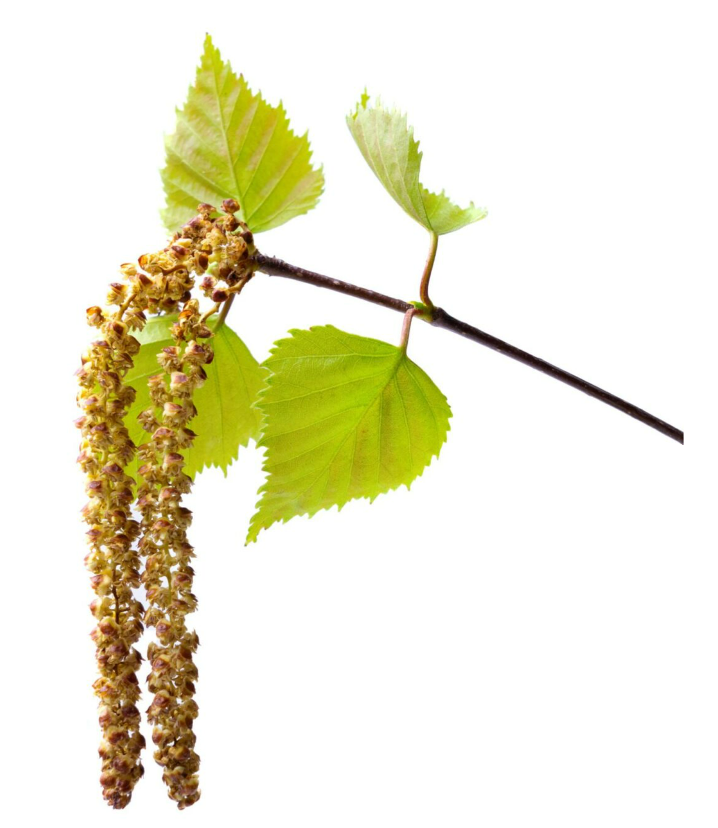 Huş (Kayın) Ekstraktı, Toz