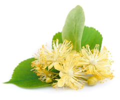 Ihlamur Ekstraktı (Linden  Extract)