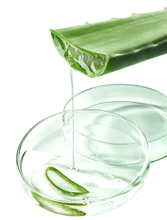 Aloe Vera Jel Ekstrat