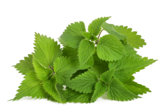 Isırgan  Otu Ekstraktı (Nettle  Extract)