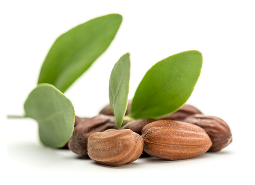 Jojoba Ekstraktı (Jojoba Extract)
