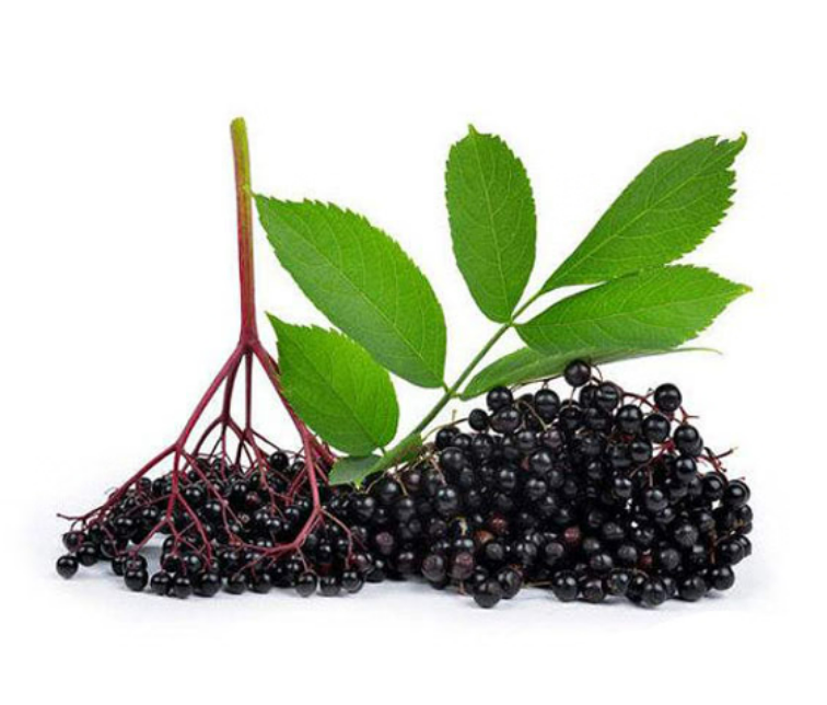 Kara Mürver Ekstrakt (Black Elderberry Extract)