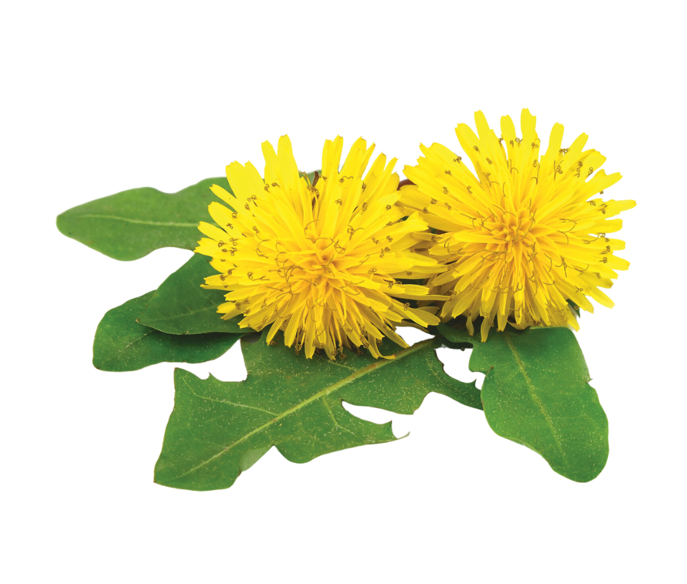 Karahindiba  Ekstraktı (Dandelion Extract)