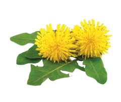 Karahindiba  Ekstraktı (Dandelion Extract)