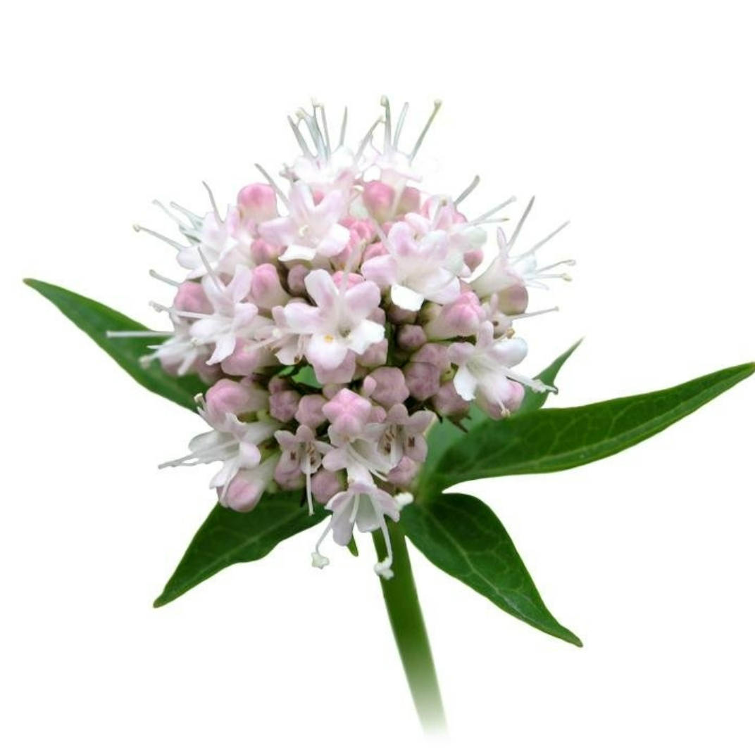 Kedi Otu  Ekstraktı (Valerian  Extract)
