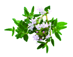 Kekik Ekstraktı (Thyme Extract)