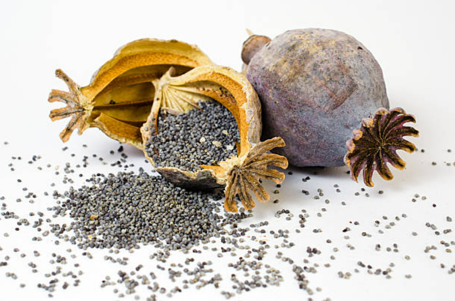 Haşhaş  Ekstraktı (Poppy Extract)