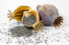 Haşhaş  Ekstraktı (Poppy Extract)