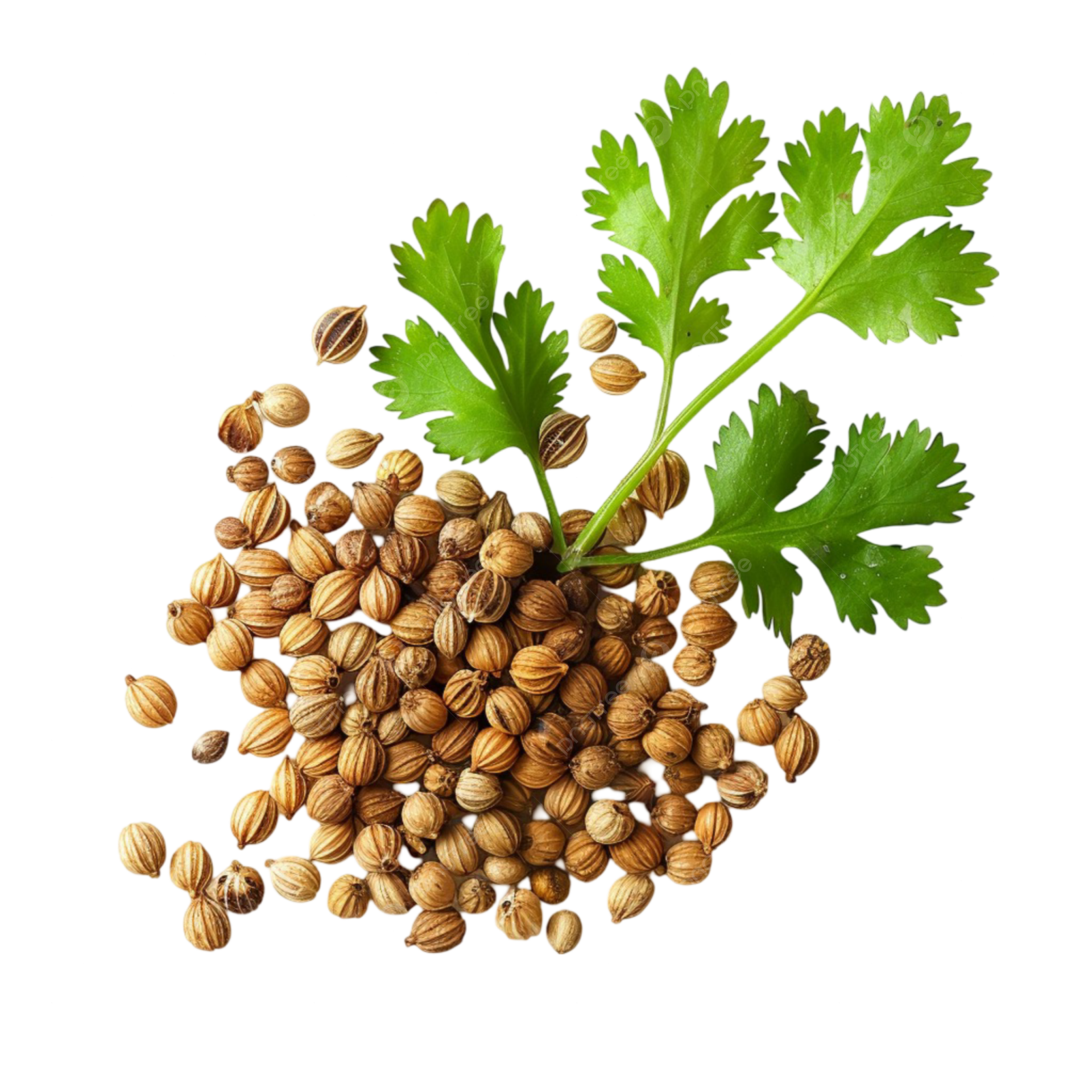 Kişniş  Ekstraktı (Coriander Extract)