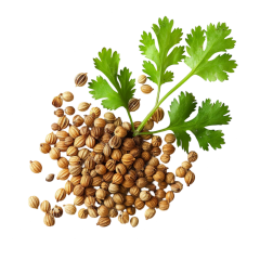 Kişniş  Ekstraktı (Coriander Extract)