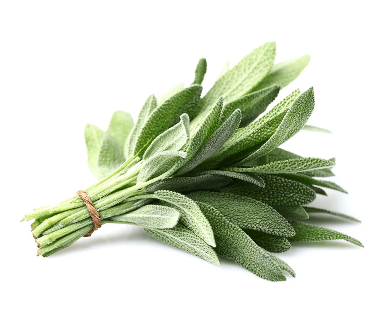 Ada Çayı Ekstrakt (Sage Extract)