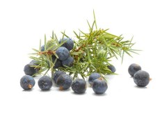 Ardıç Ekstrakt (Juniper Extract)