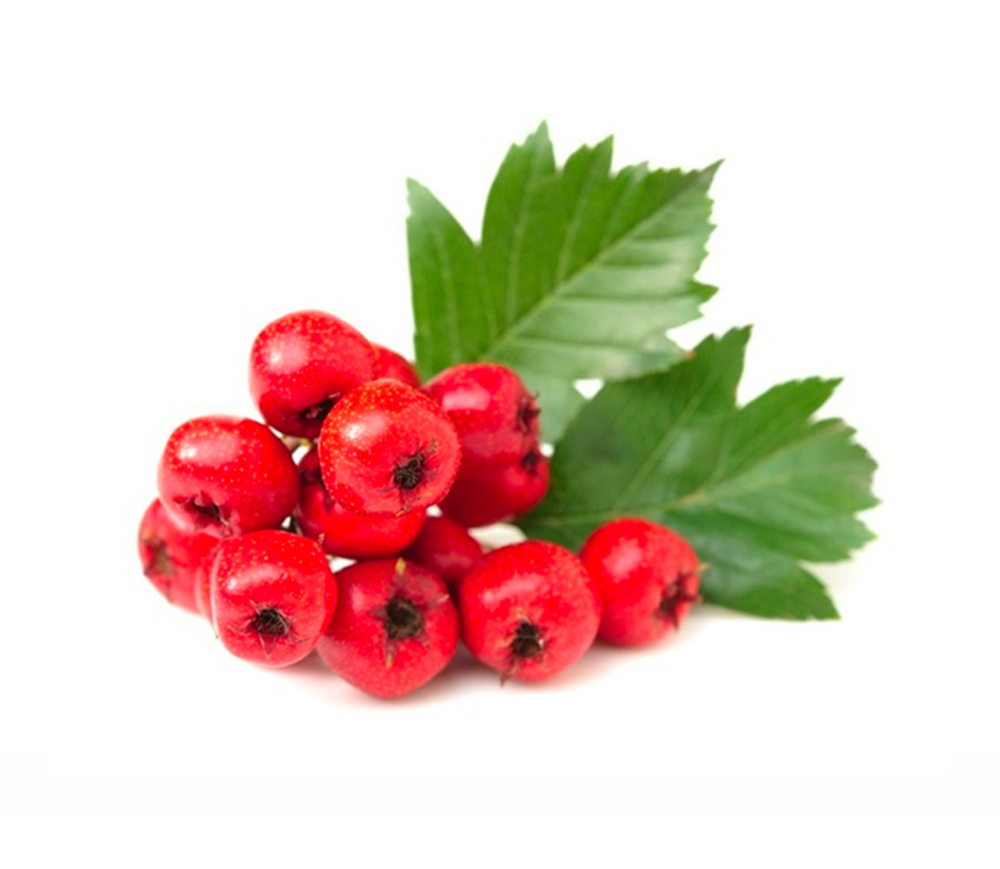 Alıç Ekstraktı (Hawthorn Extract)