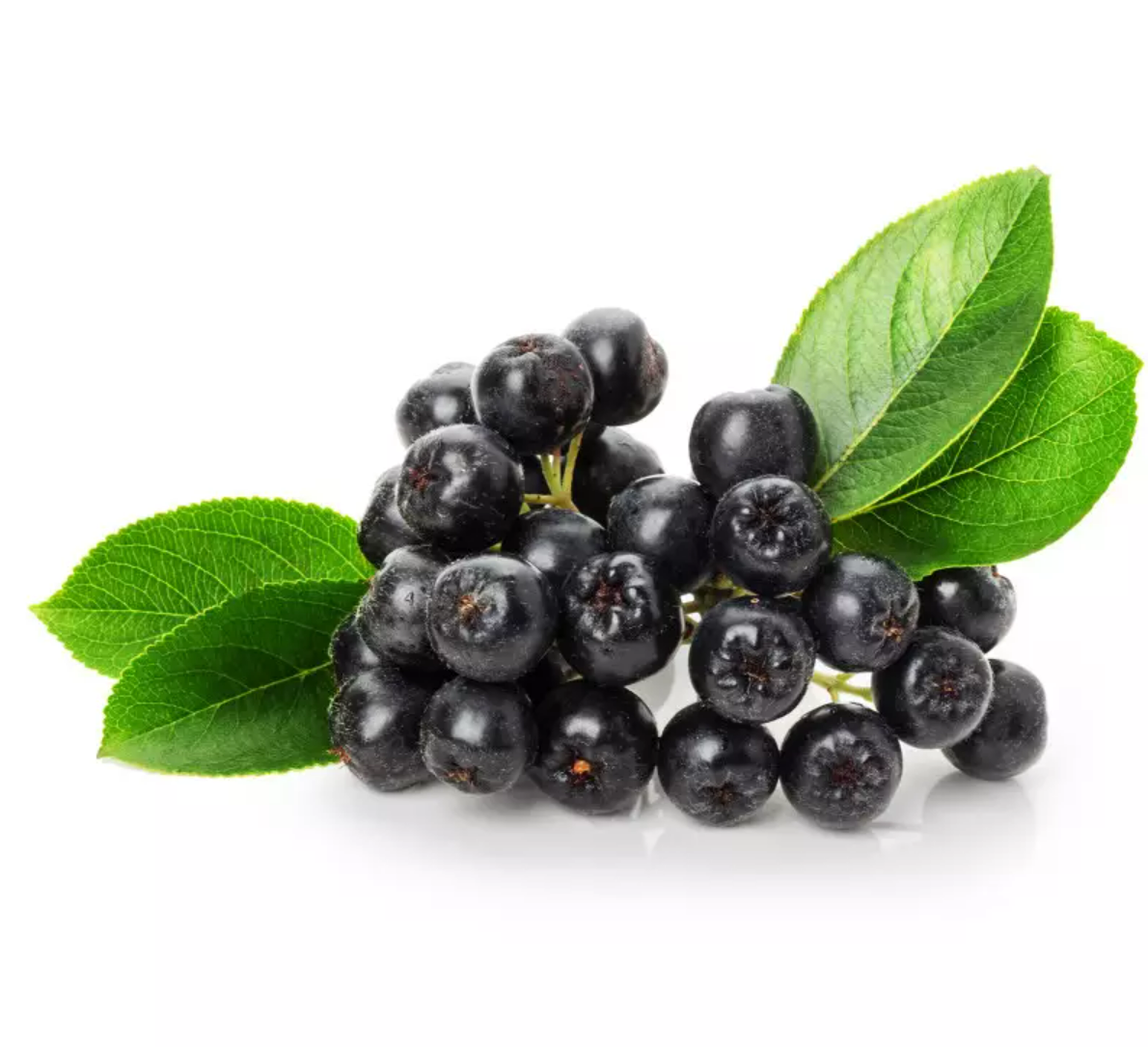 Aronya Ekstrakt (Aronia Extract)