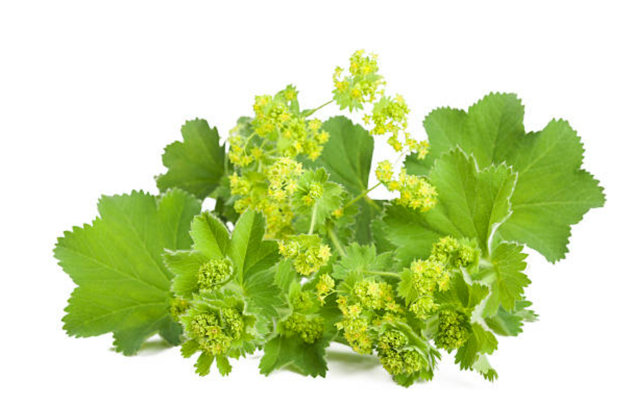 Aslan Pençesi Ekstraktı (Lady's Mantle Extract)