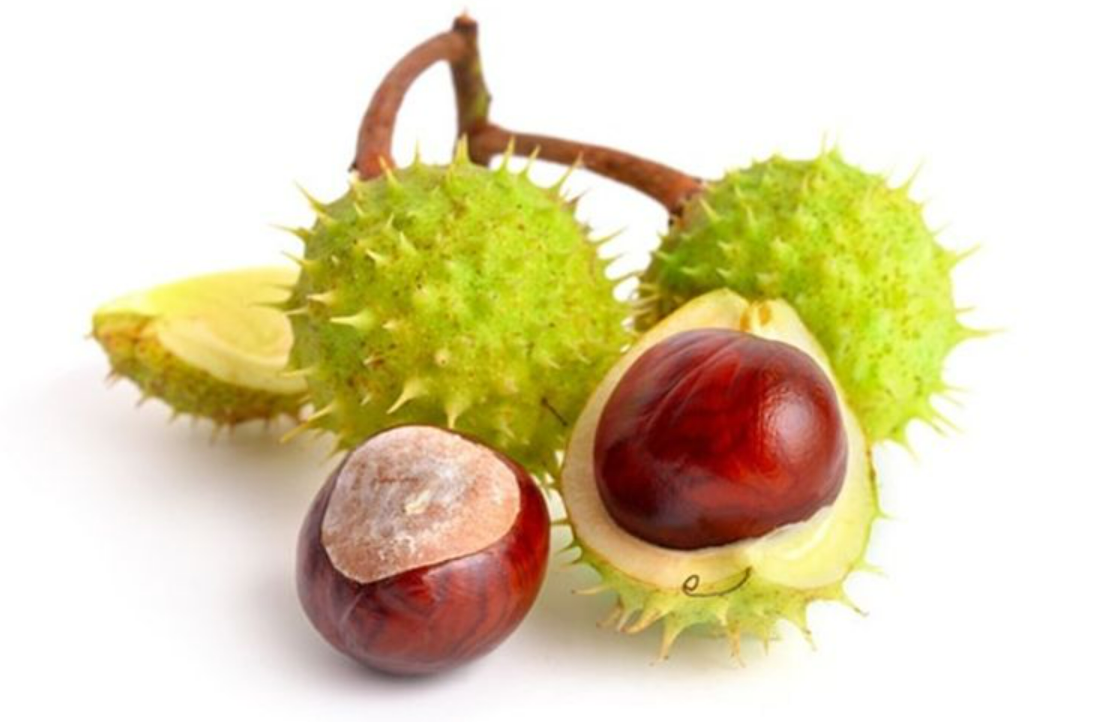 At kestanesi Ekstrakt (Horse Chesnut  Extract)
