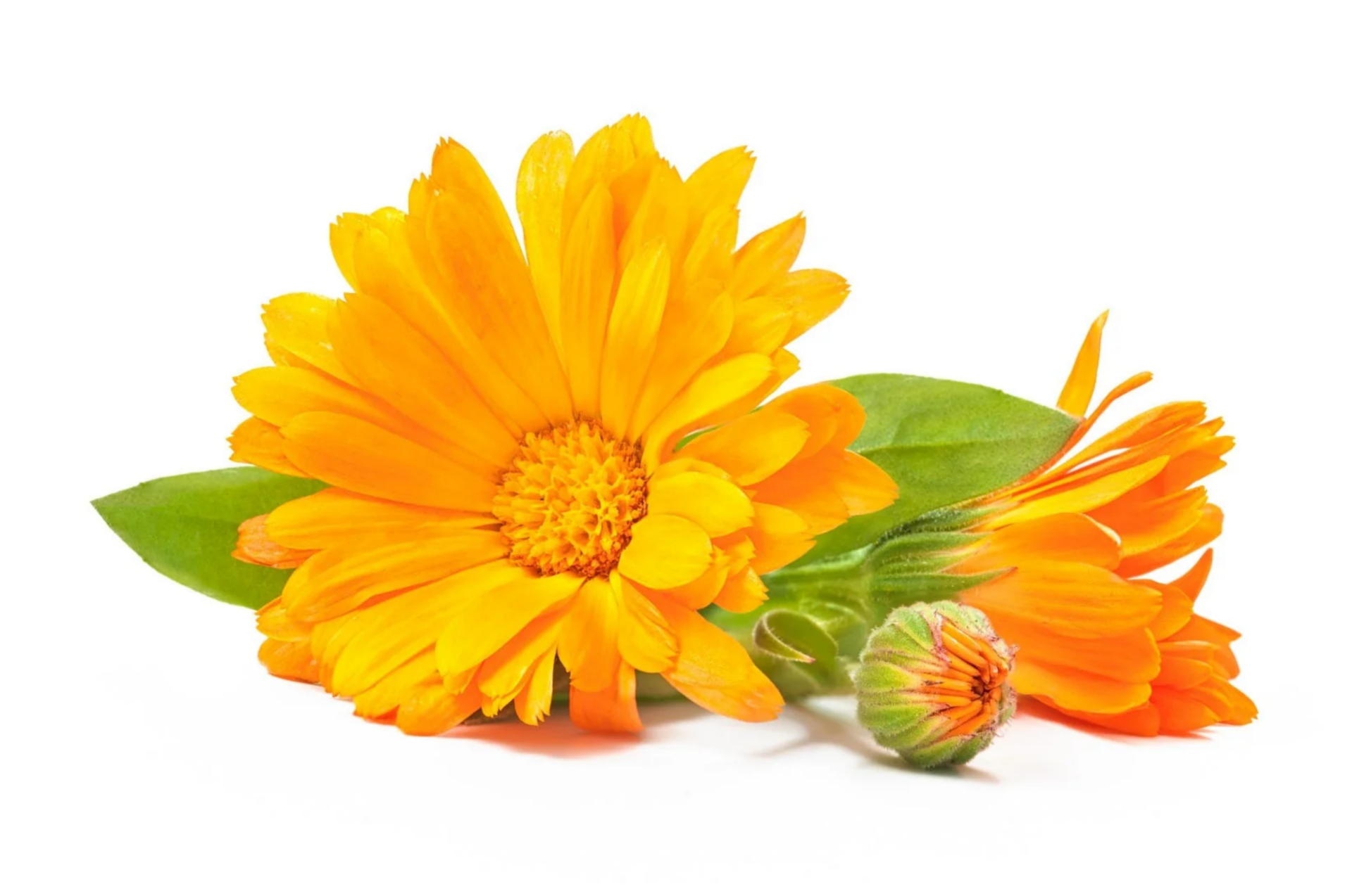 Aynı Sefa Çiçeği  Ekstrakt (Celendula Flower Extract)