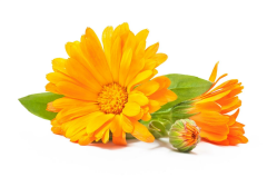 Aynı Sefa Çiçeği  Ekstrakt (Celendula Flower Extract)