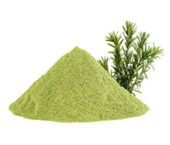 Biberiye Ekstrakt (Rosemary Extract)