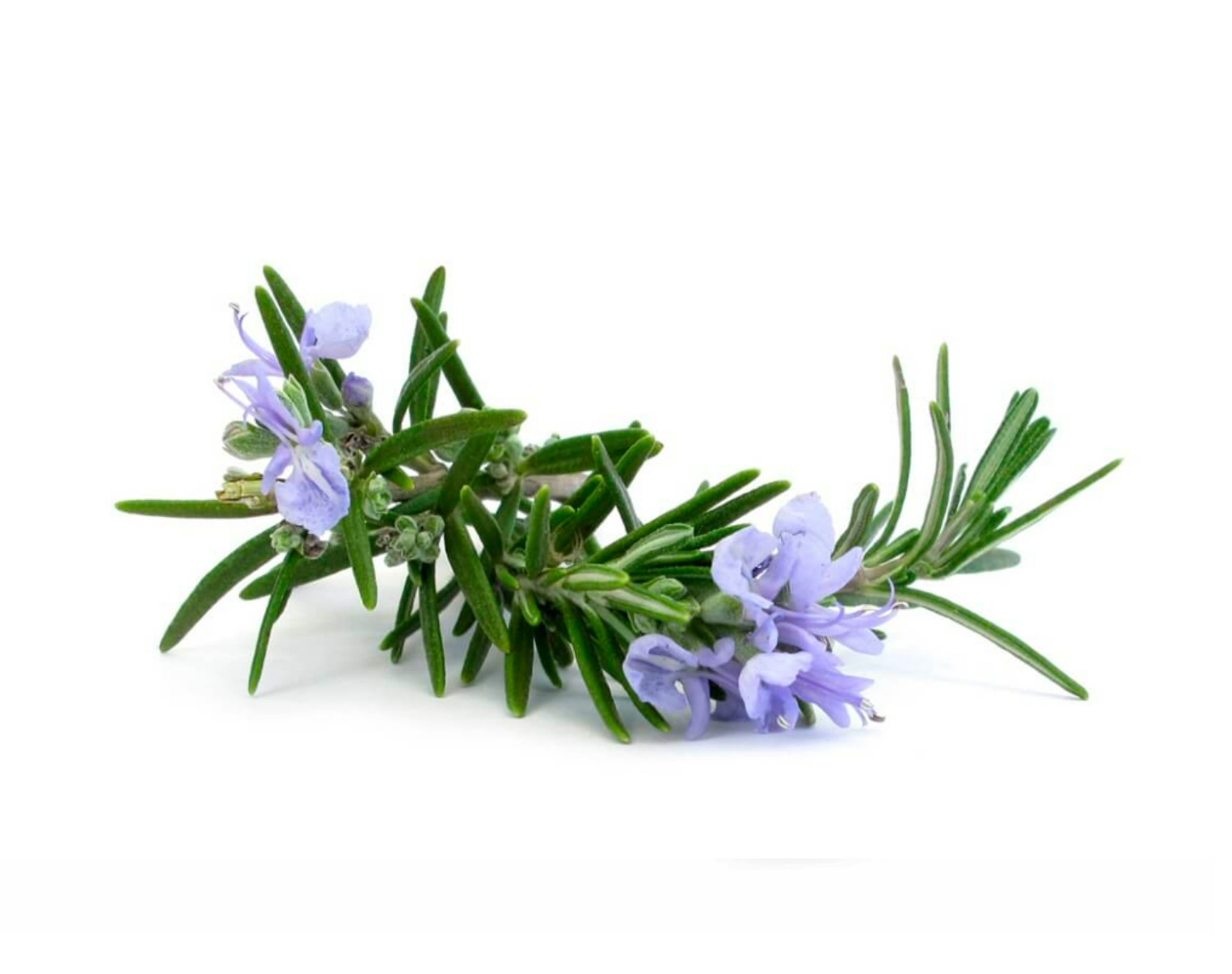 Biberiye Ekstrakt (Rosemary Extract)