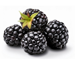 Böğürtlen Ekstrakt (Blackberry Extract)