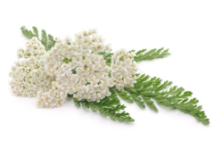 Civanperçemi Ekstrakt (Yarrow Extrtact)