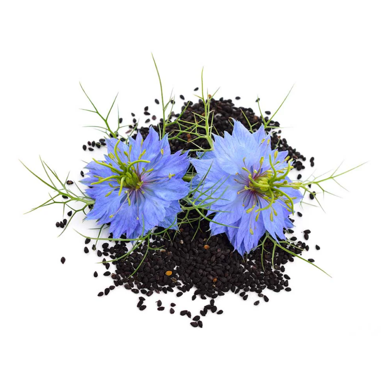 Çörekotu Ekstrakt (Black Seed Extract)