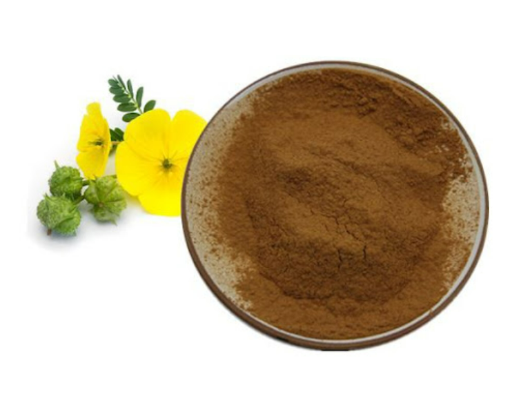 Çoban Çökerten (Demir Dikeni) Ekstraktı (Tribulus Terrestris Extract)