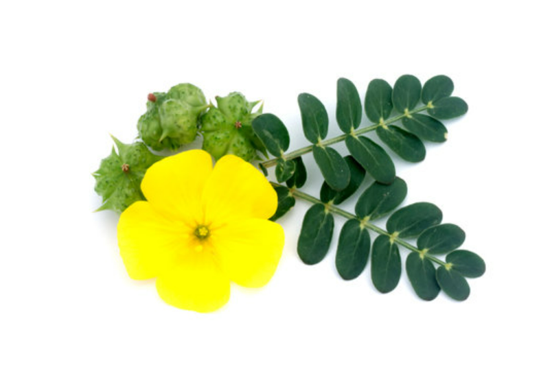 Çoban Çökerten (Demir Dikeni) Ekstraktı (Tribulus Terrestris Extract)