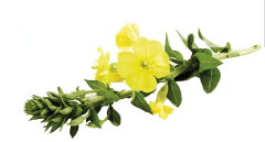 Çuha Çiçek  Ekstraktı (Primrose Extract)