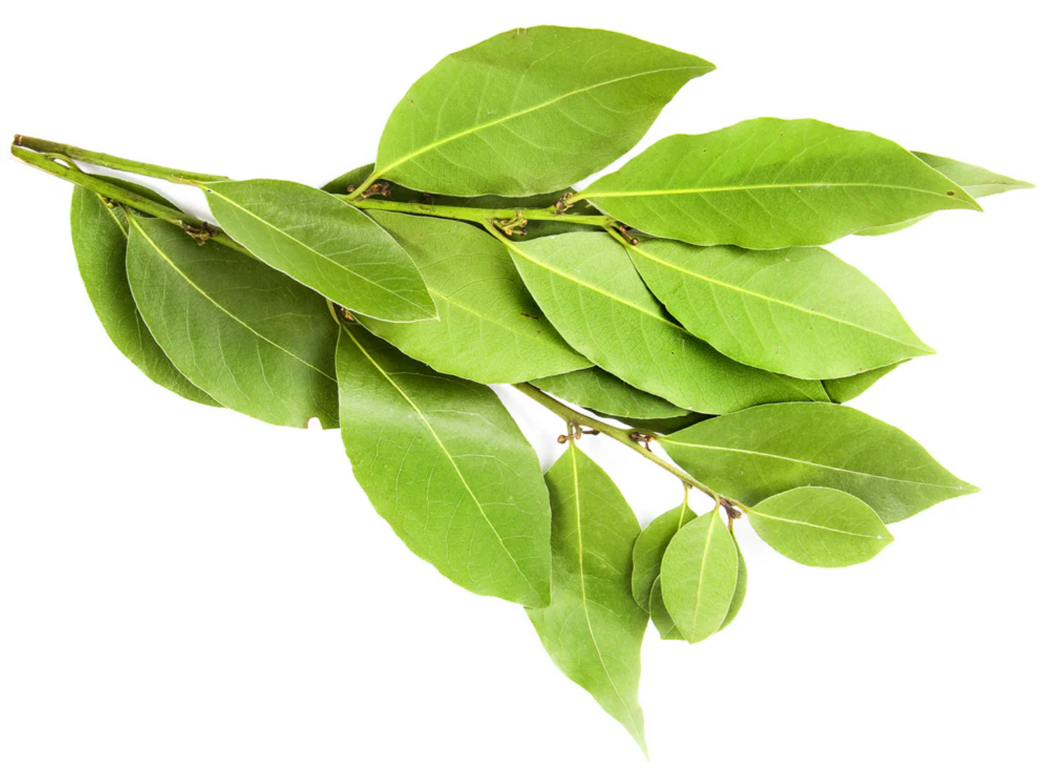Defne Ekstraktı (Laurel Extract)