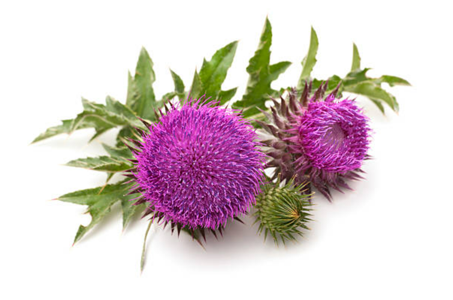Deve Dikeni  Ekstraktı (Milk Thistle Seed  Extract)