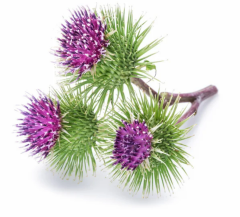 Dulavrat Otu Ekstraktı (Burdock Root Extract)
