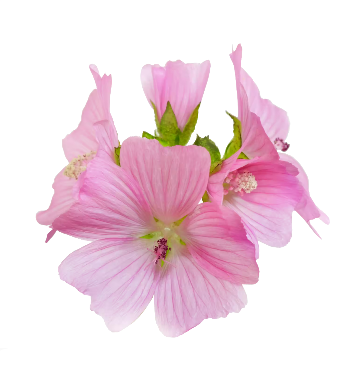 Ebegümeci  Ekstraktı (Mallow Extract)