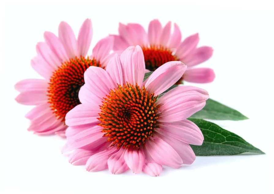 Ekinezya  Ekstraktı (Echinacea Extract)
