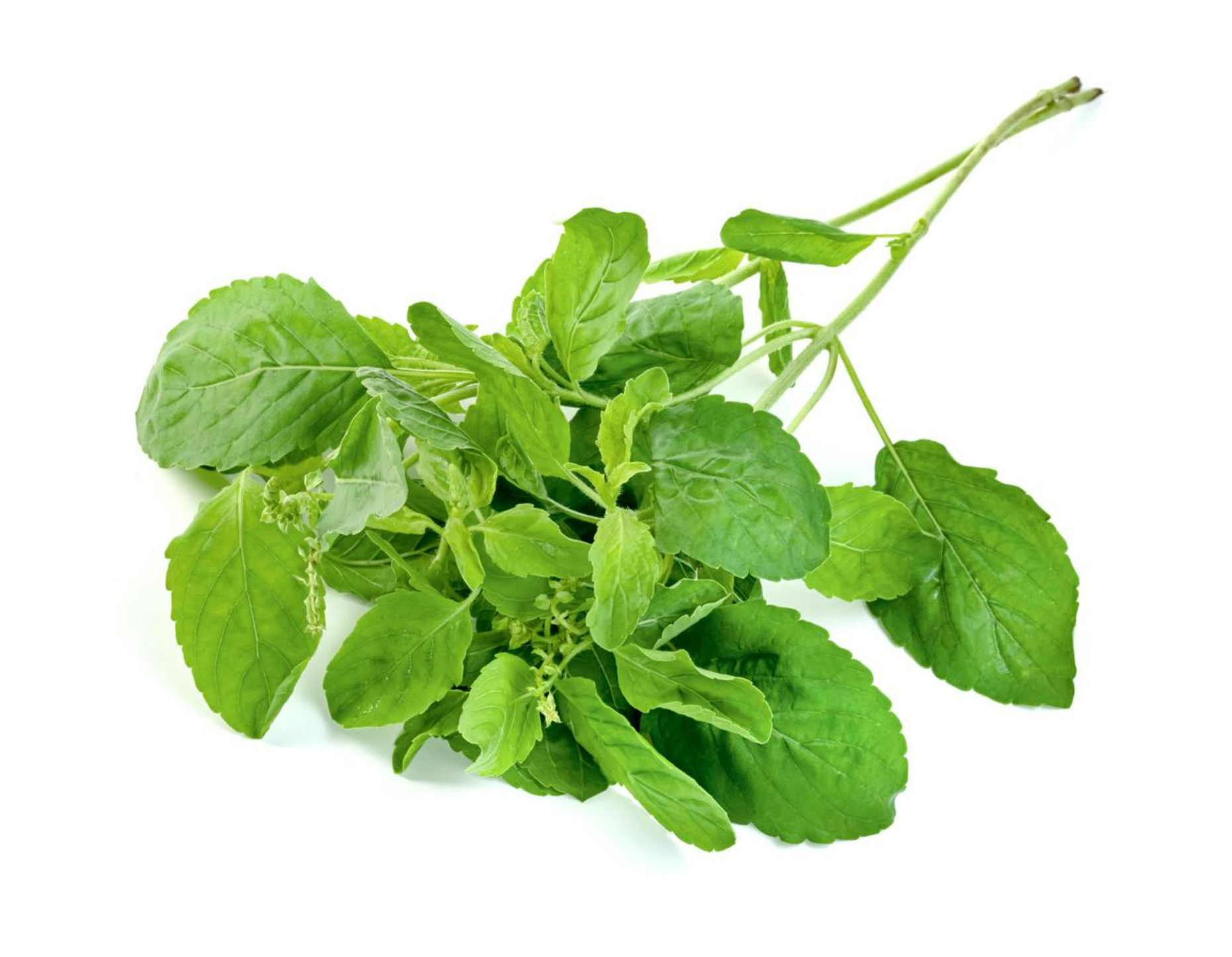 Fesleğen Ekstraktı (Basil Extract)