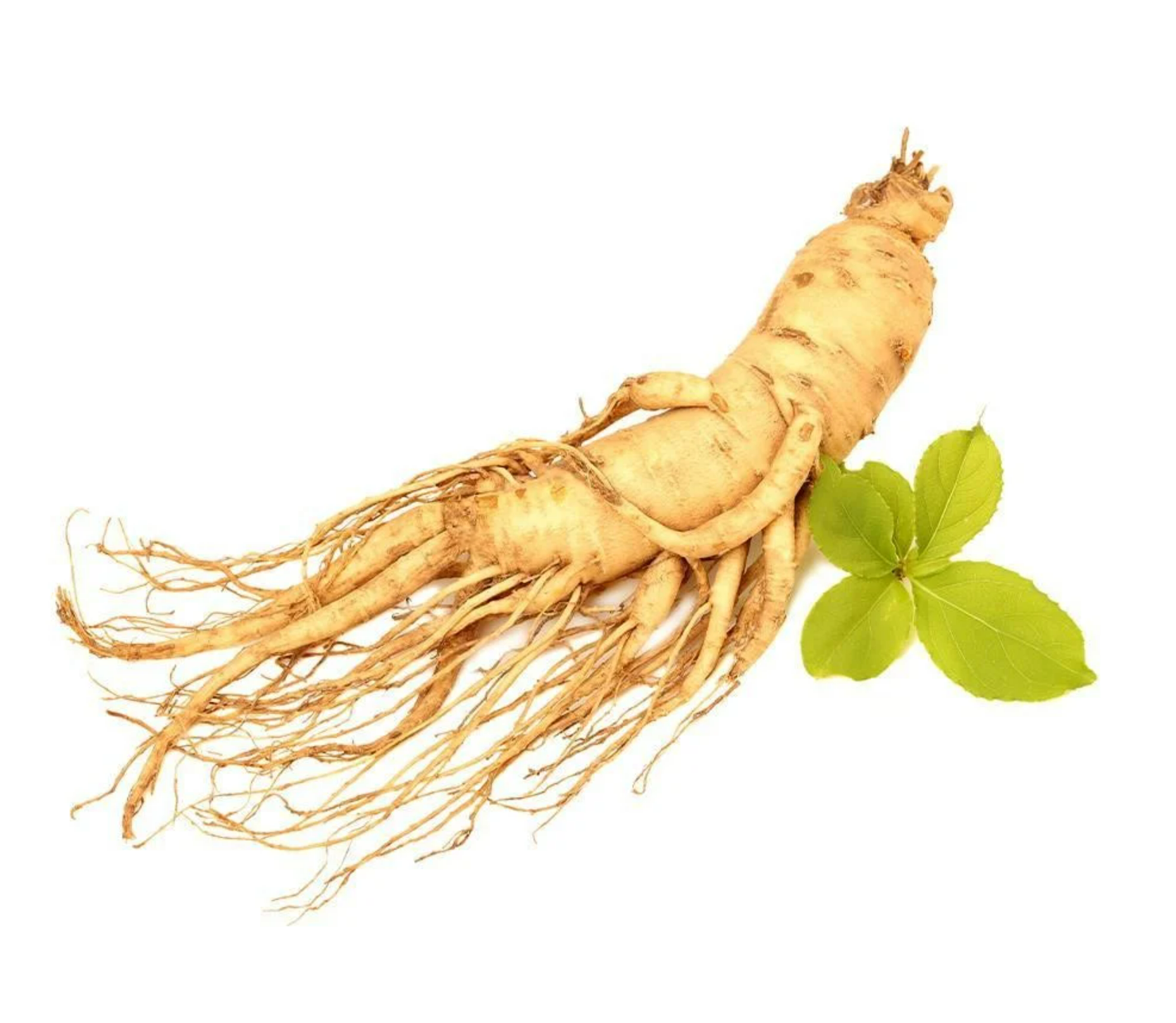 Ginseng Ekstrakt (Ginseng  Extract)