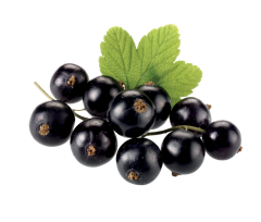 Frenk Üzümü Ekstraktı (Blackcurrant Extract)