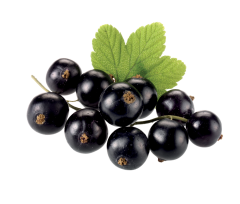 Frenk Üzümü Ekstraktı (Blackcurrant Extract)