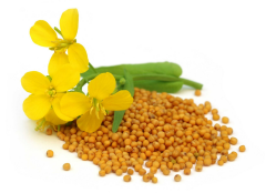 Hardal Ekstraktı (Mustard Extract)