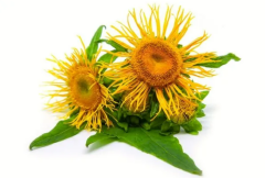 Andız Otu Ekstraktı (Helenium Extract)