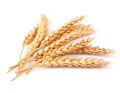 Buğday  Ekstraktı / Wheat Extract