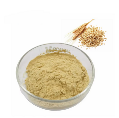 Buğday  Ekstraktı / Wheat Extract