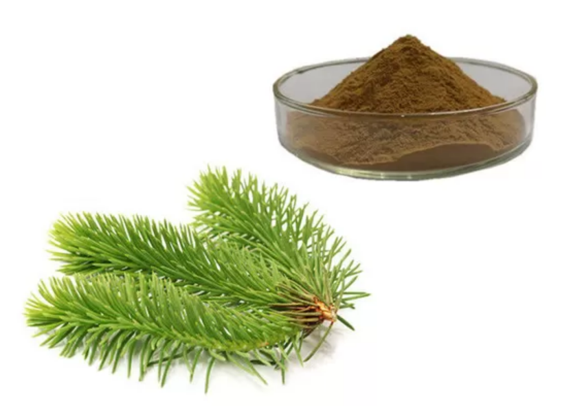 Çam Ekstraktı (Pine Extract)